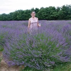Phenomenal® Lavender -GREAT GARDEN PLANTS lavender phenomenal 2
