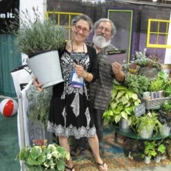 Phenomenal® Lavender -GREAT GARDEN PLANTS lavender phenomenal 3