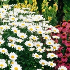 'Becky' Shasta Daisy -GREAT GARDEN PLANTS leucanthemum becky shasta daisy 2 90d80034 7580 4d6e ad6a f12a37e53d59 sw