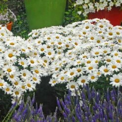 Mother's Day Collection -GREAT GARDEN PLANTS leucanthemum daisy may shasta daisy 2