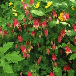 'Little Lanterns' Columbine -GREAT GARDEN PLANTS little lantern aquilegia
