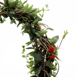 'Scentsation' Honeysuckle Vine -GREAT GARDEN PLANTS lonicera scentsation honeysuckle 5