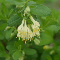 Yezberry® Solo™ Japanese Haskap -GREAT GARDEN PLANTS lonicera yezberry solo 3 P