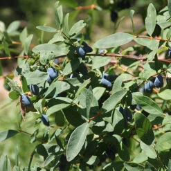 Yezberry Sugar Pie® Japanese Haskap -GREAT GARDEN PLANTS lonicera yezberry sugar pie 2 P