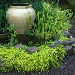 Yellow Creeping Jenny -GREAT GARDEN PLANTS lysimachia aurea creeping jenny 3