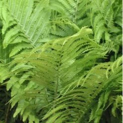 Ostrich Fern -GREAT GARDEN PLANTS matteuccia struthiopteris ostrich fern 2 sw