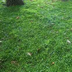 Purple Mazus -GREAT GARDEN PLANTS mazus reptans purple 10 sw