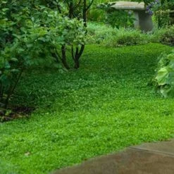 Purple Mazus -GREAT GARDEN PLANTS mazus reptans purple 11 sw