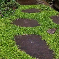 Purple Mazus -GREAT GARDEN PLANTS mazus reptans purple 13 sw