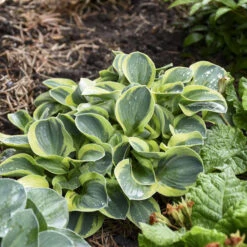 'Mighty Mouse' Hosta -GREAT GARDEN PLANTS mighty mouse hosta 2