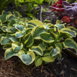 'Mighty Mouse' Hosta -GREAT GARDEN PLANTS mighty mouse hosta 3