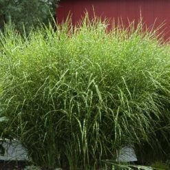 'Zebrinus' Maiden Grass
