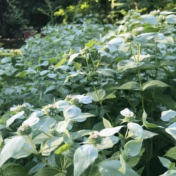 Blunt Mountain Mint (Pycnanthemum Muticum) -GREAT GARDEN PLANTS mountainmintgarden1