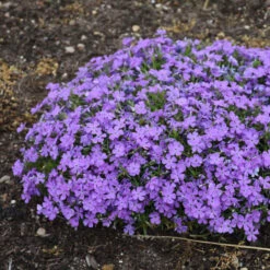Mountainside™ 'Crater Lake' Phlox -GREAT GARDEN PLANTS mountainside crater lake phlox 2