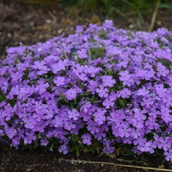 Mountainside™ 'Crater Lake' Phlox -GREAT GARDEN PLANTS mountainside crater lake phlox 3