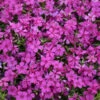 Mountainside™ 'Majestic Magenta' Phlox