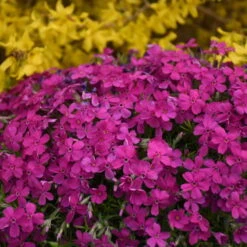 Mountainside™ 'Majestic Magenta' Phlox -GREAT GARDEN PLANTS mountainside majestic magenta phlox 3