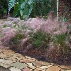 Pink Muhly Grass -GREAT GARDEN PLANTS muhlenbergia capillars pink muhly grass 3 sw