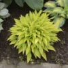 'Munchkin Fire' Hosta