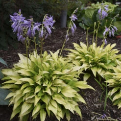 'Munchkin Fire' Hosta -GREAT GARDEN PLANTS munchkin fire hosta 4