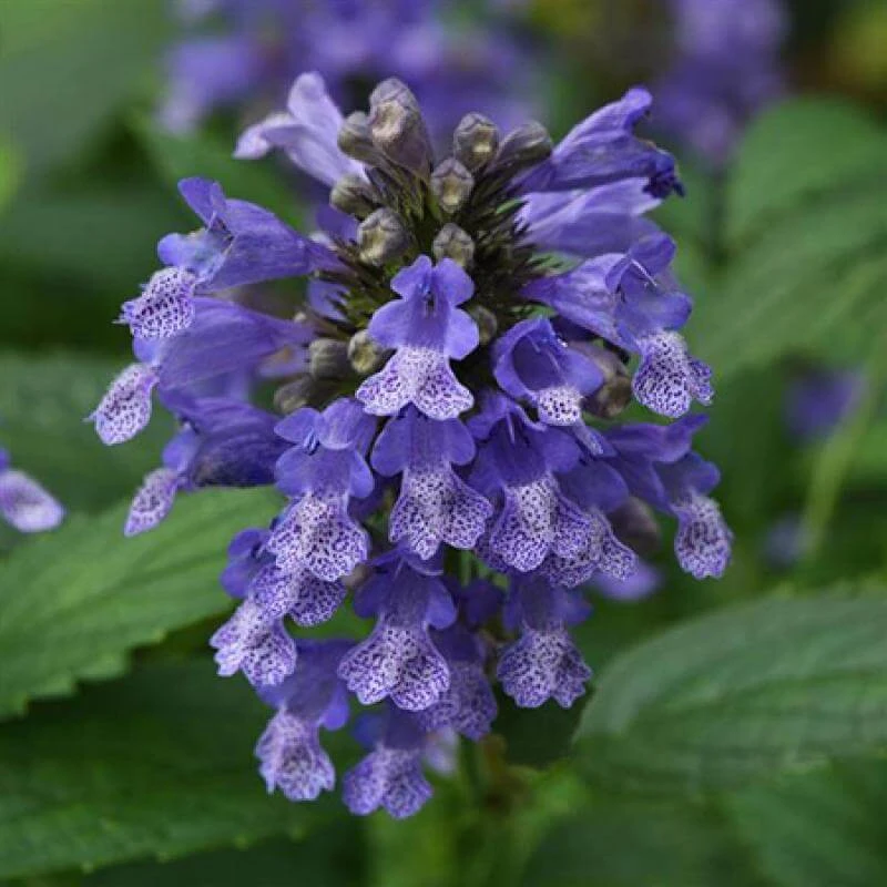 'Blue Prelude' Catmint 1 'Blue Prelude' Catmint