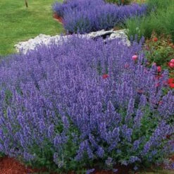 Drought Resistant+ Long Blooming Collection -GREAT GARDEN PLANTS nepeta walkers low catmint 1 82af1ac4 82ee 48eb a54e 6ba5dd40a07d