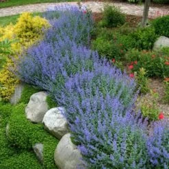 Walker's Low Catmint -GREAT GARDEN PLANTS nepeta walkers low catmint 3