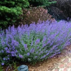 Walker's Low Catmint -GREAT GARDEN PLANTS nepeta walkers low catmint 5