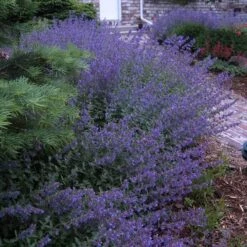 Walker's Low Catmint -GREAT GARDEN PLANTS nepeta walkers low catmint 6