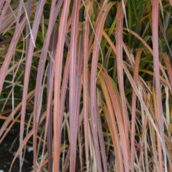 'Oktoberfest' Maiden Grass -GREAT GARDEN PLANTS oktoberfest miscanthus 3