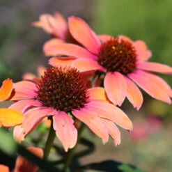 Color Coded™ 'Orange You Awesome' Coneflower -GREAT GARDEN PLANTS orange you awesome coneflower 1