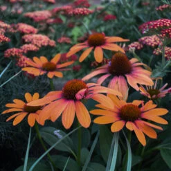 Color Coded™ 'Orange You Awesome' Coneflower -GREAT GARDEN PLANTS orange you awesome coneflower 3