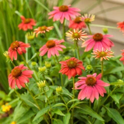 Color Coded™ 'Orange You Awesome' Coneflower -GREAT GARDEN PLANTS orange you awesome coneflower 4