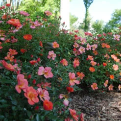 Oso Easy® Hot Paprika® Rose -GREAT GARDEN PLANTS oso easy hot paprika rose 11