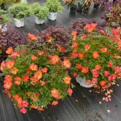 Oso Easy® Hot Paprika® Rose -GREAT GARDEN PLANTS oso easy hot paprika rose 4