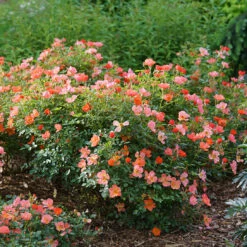 Oso Easy® Hot Paprika® Rose -GREAT GARDEN PLANTS oso easy hot paprika rose 6