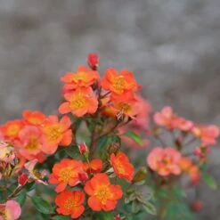 Oso Easy® Hot Paprika® Rose -GREAT GARDEN PLANTS oso easy hot paprika rose 8