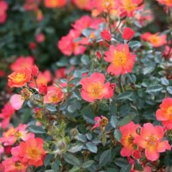 Oso Easy® Hot Paprika® Rose -GREAT GARDEN PLANTS oso easy hot paprika rose 9