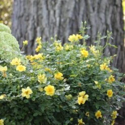 Oso Easy Lemon Zest® Rose 10 Oso Easy Lemon Zest® Rose -GREAT GARDEN PLANTS oso easy lemon zest rose 5