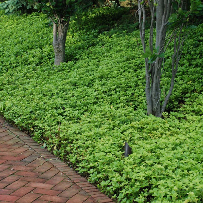 'Green Carpet' Pachysandra 2 'Green Carpet' Pachysandra - Image 2