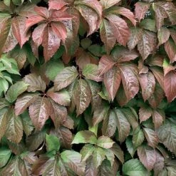 Red Wall® Virginia Creeper -GREAT GARDEN PLANTS parthenocissus red wall virginia creeper 3