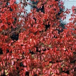 Red Wall® Virginia Creeper -GREAT GARDEN PLANTS parthenocissus red wall virginia creeper 4
