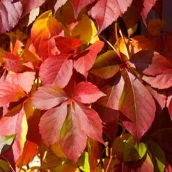 Red Wall® Virginia Creeper -GREAT GARDEN PLANTS parthenocissus red wall virginia creeper 5