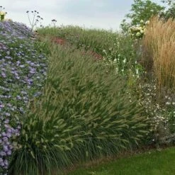 'Hameln' Fountain Grass -GREAT GARDEN PLANTS pennisetum hameln dwarf fountain grass 6 sw
