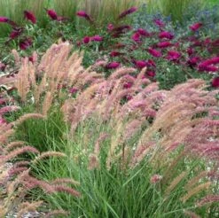 'Karley Rose' Fountain Grass -GREAT GARDEN PLANTS pennisetum karley rose 2 sw