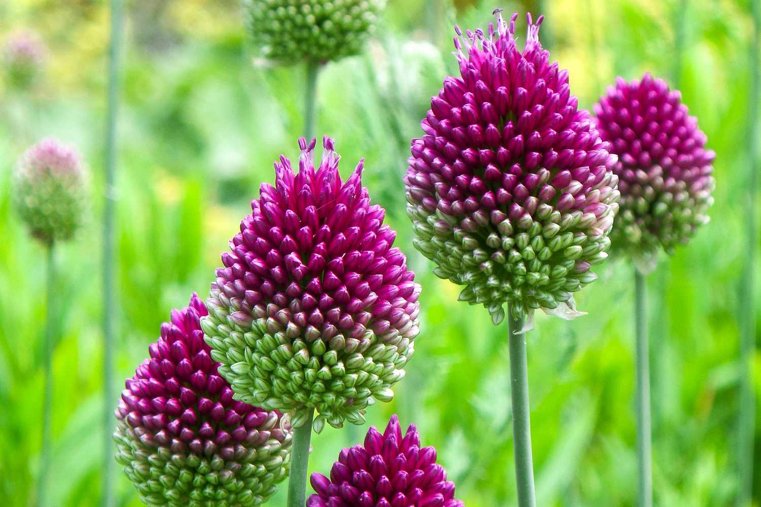 GREAT GARDEN PLANTS -GREAT GARDEN PLANTS perennial plants long lasting flowers allium drumstick getty 0623 82441103129e4d7c83d78dc8bf5b1a88