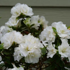 Perfecto Mundo® Double White Reblooming Azalea