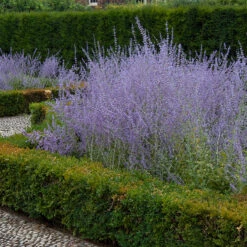 Russian Sage 8 Russian Sage -GREAT GARDEN PLANTS perovskia atriplicifolia russian sage 3