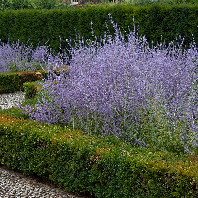 Russian Sage 3 Russian Sage - Image 3