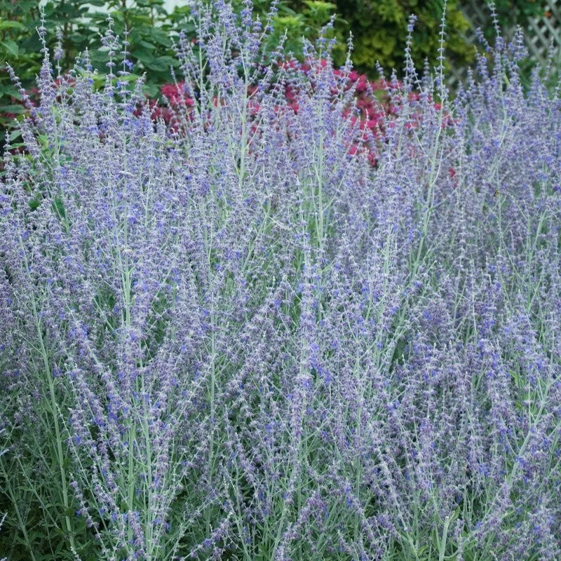 Russian Sage 4 Russian Sage - Image 4